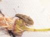 Sitona lineatus